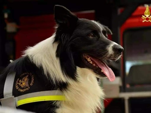 Addio a Zimmer, cane eroe dei Vigili del fuoco - 104 News
